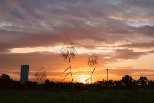 A sunset with tall grass and a tower in the background