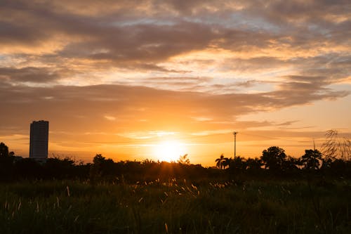 The sun is setting over a field with tall grass