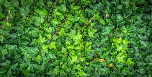 Green English Ivy