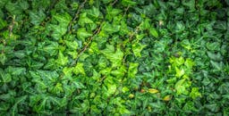 露珠覆盖的新鲜常春藤叶特写镜头，展现出植物的盎然绿意