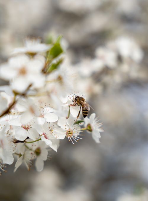 Free A close-up of a bee collecting nectar from white flowers in springtime, showcasing natural beauty. Stock Photo