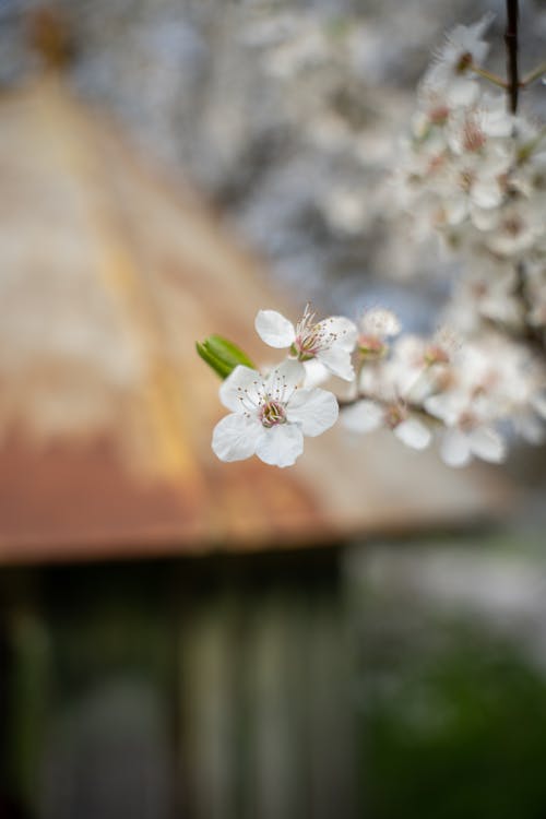 A close up of a white flower on a tree