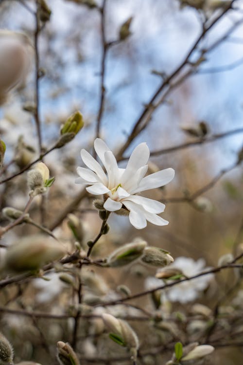 A white flower blooms on a tree branch