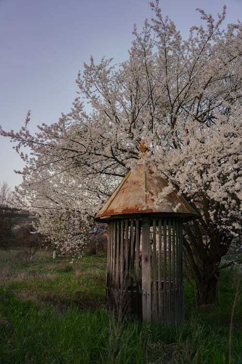 A wooden gazebo in the middle of a field with white blossoms