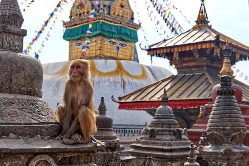 Fotobanka s bezplatnými fotkami na tému chrám, makak, opica