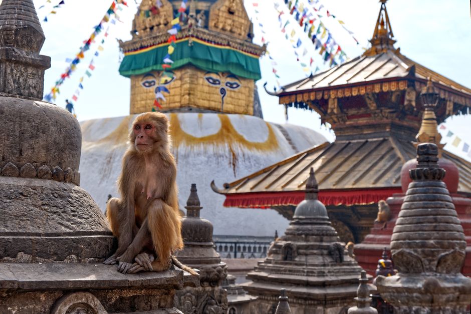 A macaque monkey sits near the Swayambhunath Stupa in Kathmandu, Nepal.