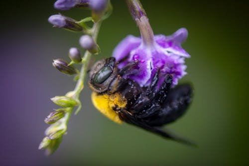 Imagine de stoc gratuită din bondar, close-up extrem, floare mov