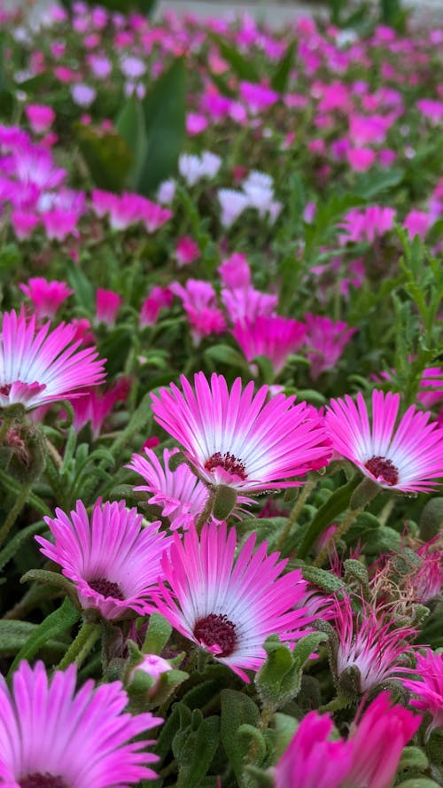A field of pink flowers with white centers