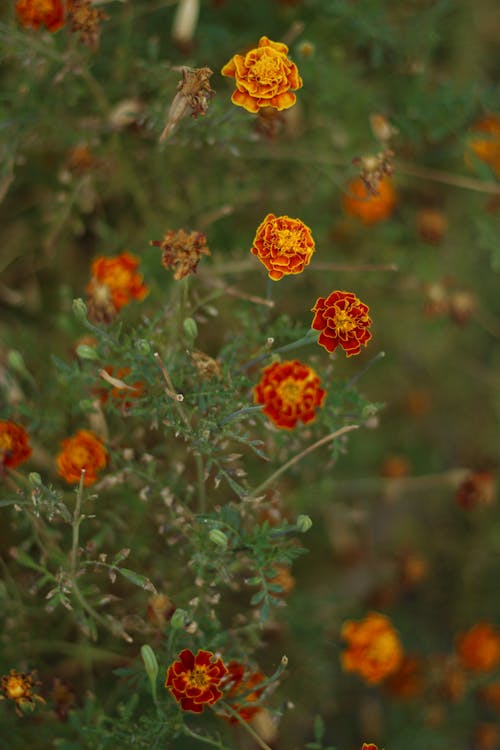 Безкоштовне стокове фото на тему «bitki, апельсин, весняні квіти»