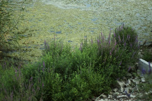 Kostenloses Stock Foto zu bitki, blühenden lavendel, dunkelgrün