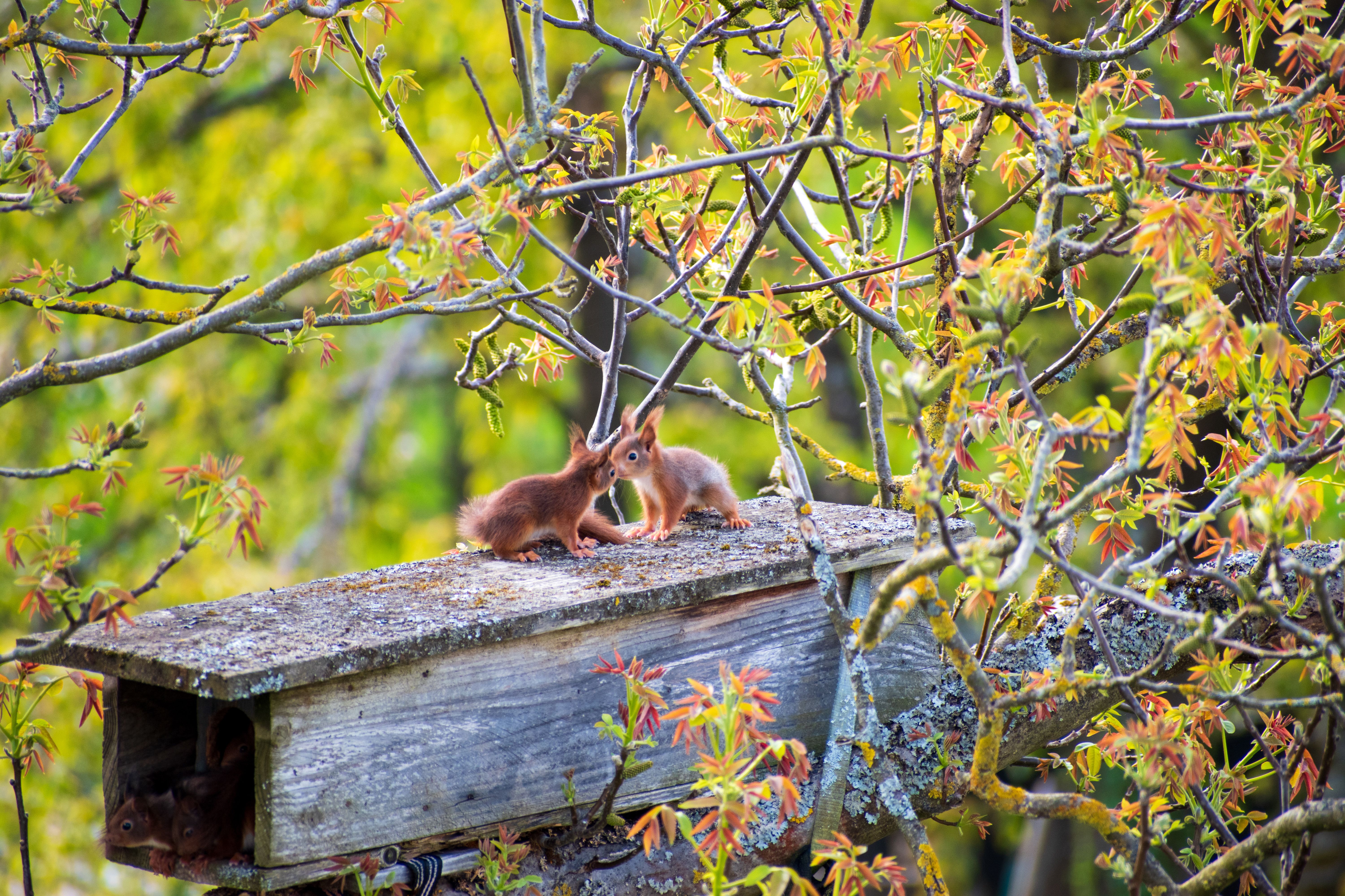 Two playful red squirrels interacting on a tree branch in a vibrant spring forest in Stuttgart, Germany.