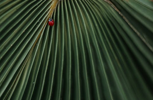 Free Close-Up Photo of Lady Bug On Leaf Stock Photo