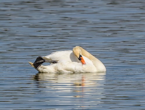 A swan swimming in the water with its head down