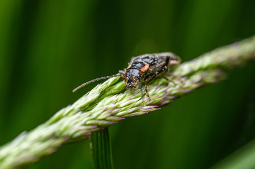 Ingyenes stockfotó állatfotók, antennák, beetle témában