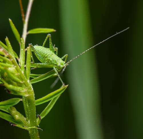 A green grasshopper sits on a stem