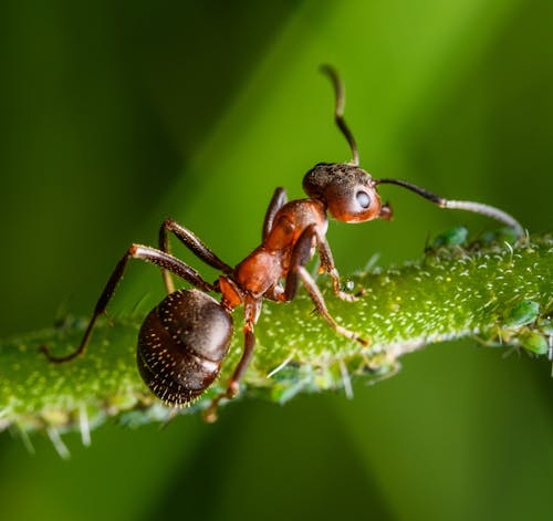 A small ant is standing on a green stem