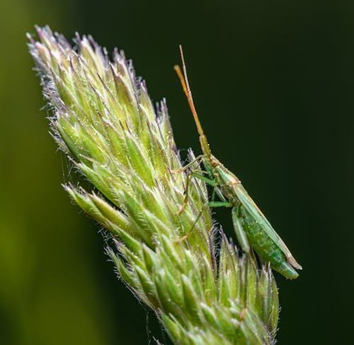 A green insect sitting on top of a stalk