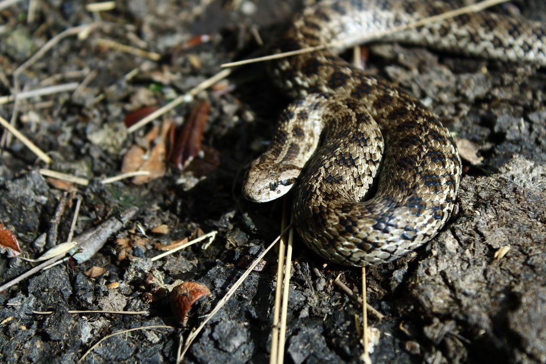Snake Blending In Close-up of a Snake Lying on the Ground · Free Stock Photo