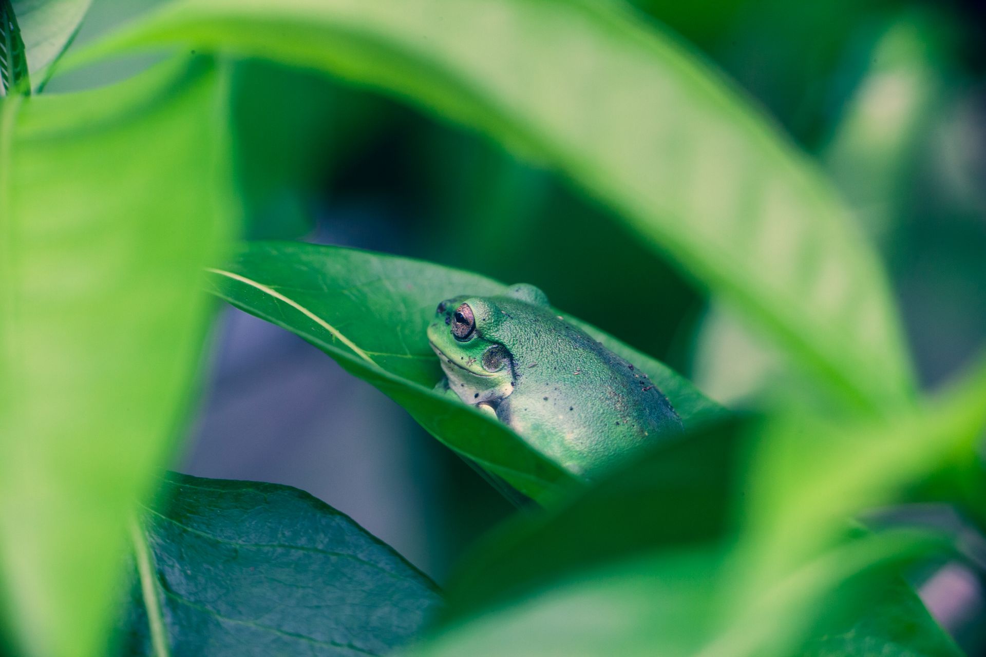 A vibrant green frog resting on a leaf, showcasing nature's detail.