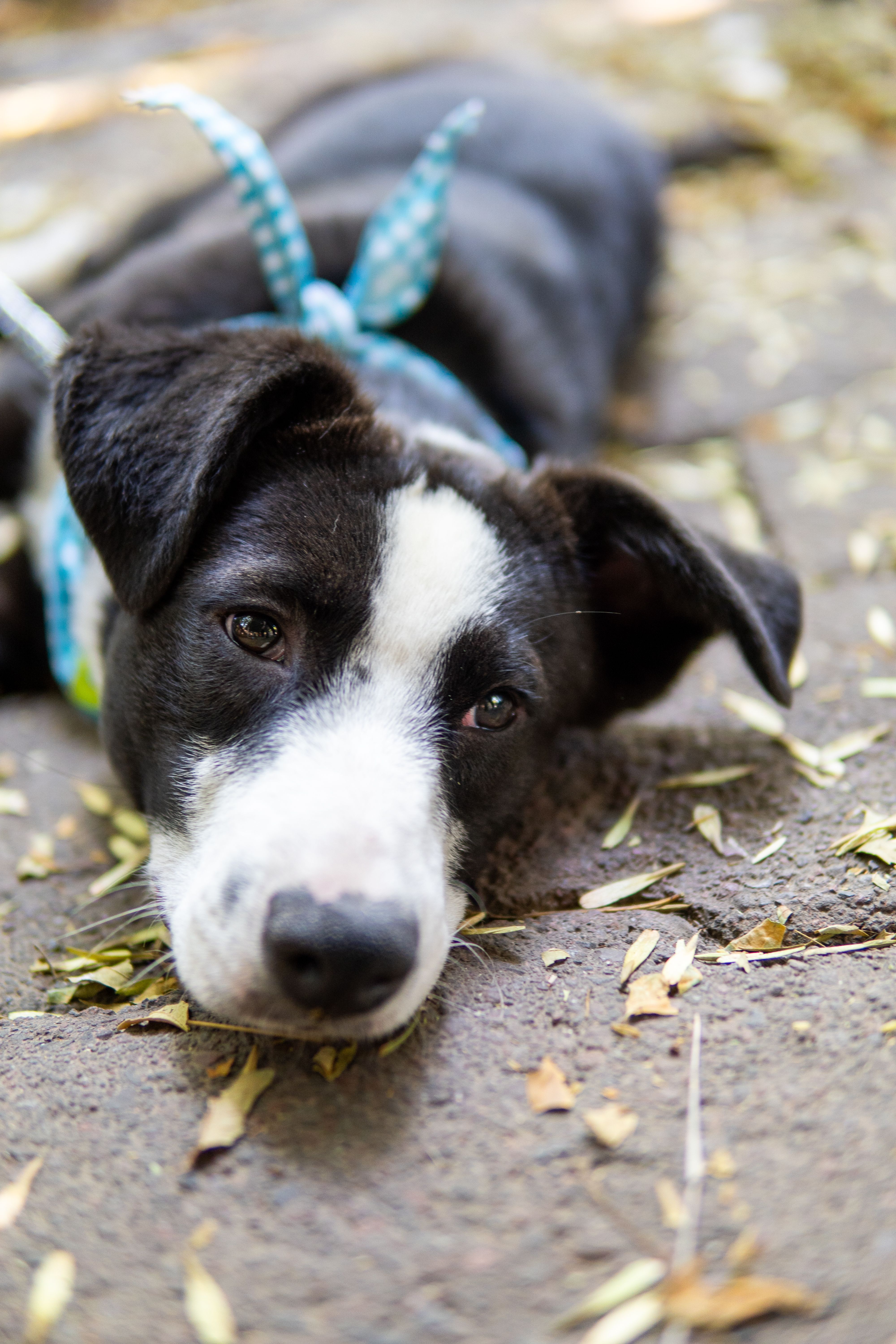 A black and white dog laying on the ground with a blue bandana · Free ...