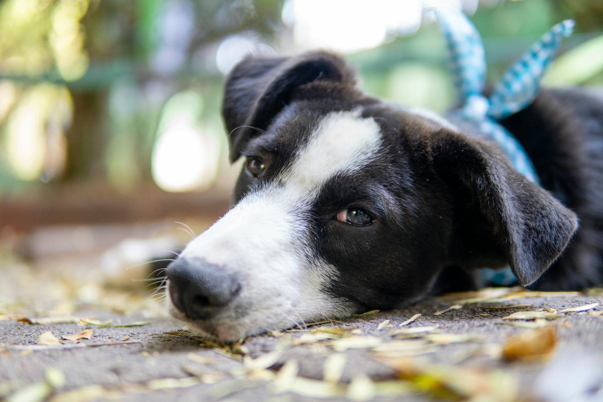 Closeup of Dogs Head Lying on Ground