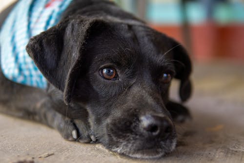 Foto stok gratis anak anjing, anjing hitam, berbohong