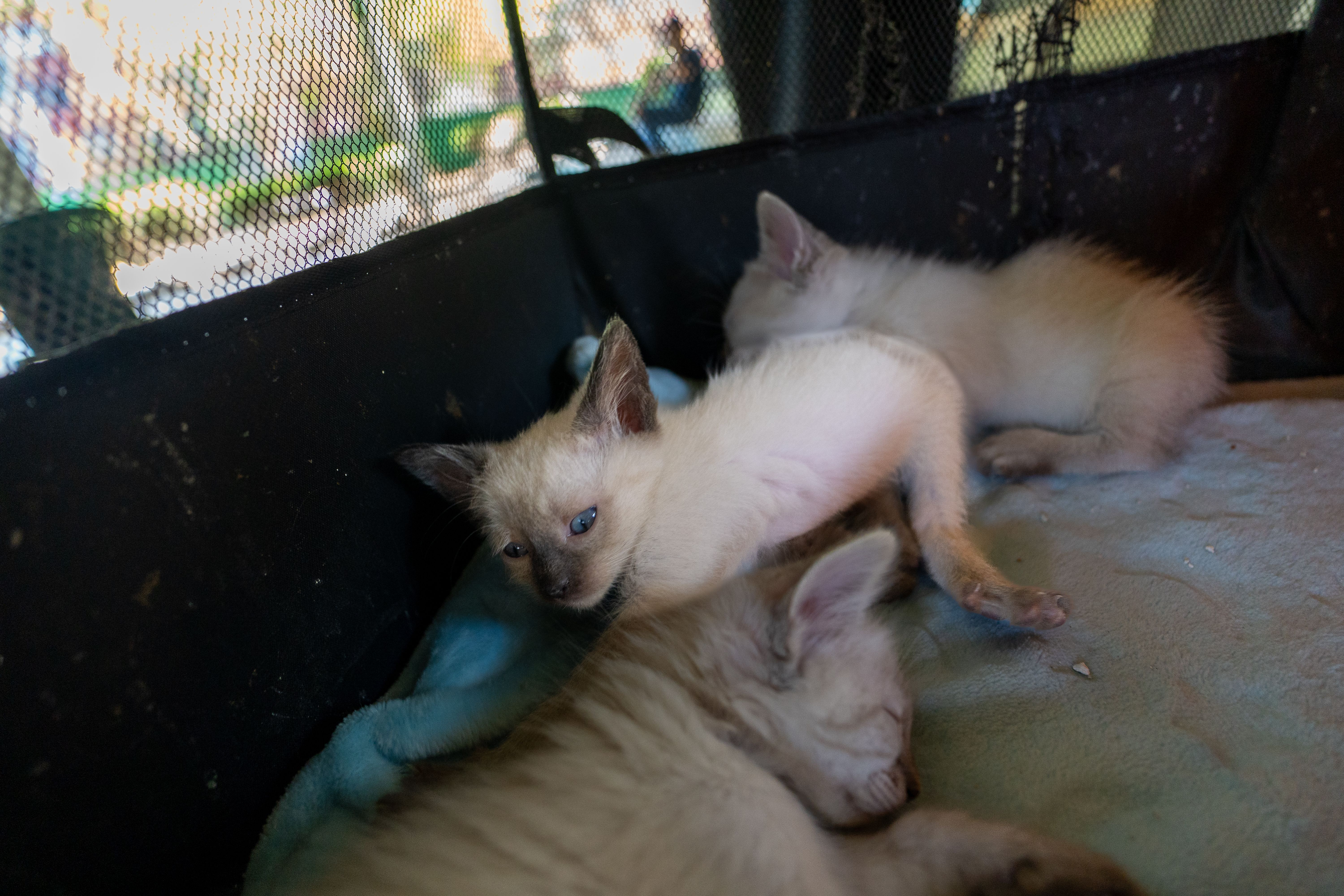 Millions of 'pandemic pets' are reaching midlife, but owners could miss a crucial opportunity to improve their pet's healthsp
