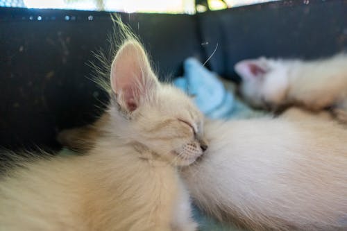 Immagine gratuita di addormentato, animali domestici, bianco