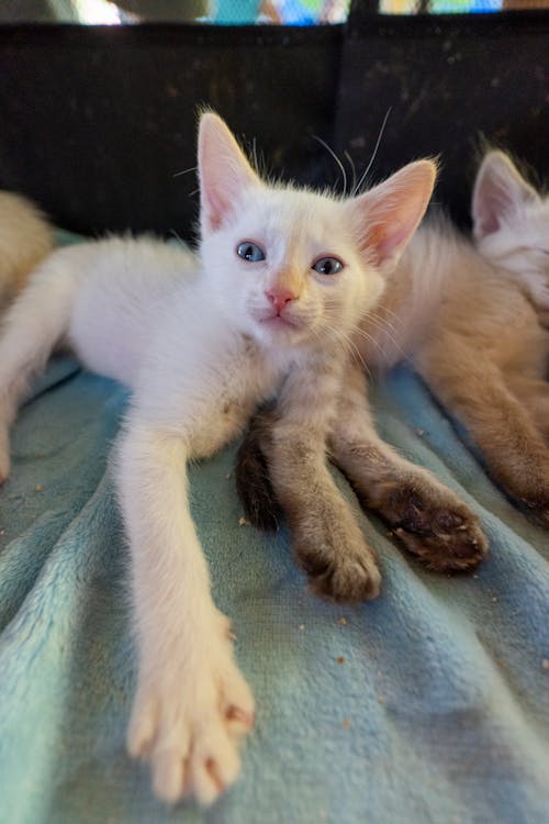 Foto profissional grátis de animais de estimação, deitando-se, foco seletivo