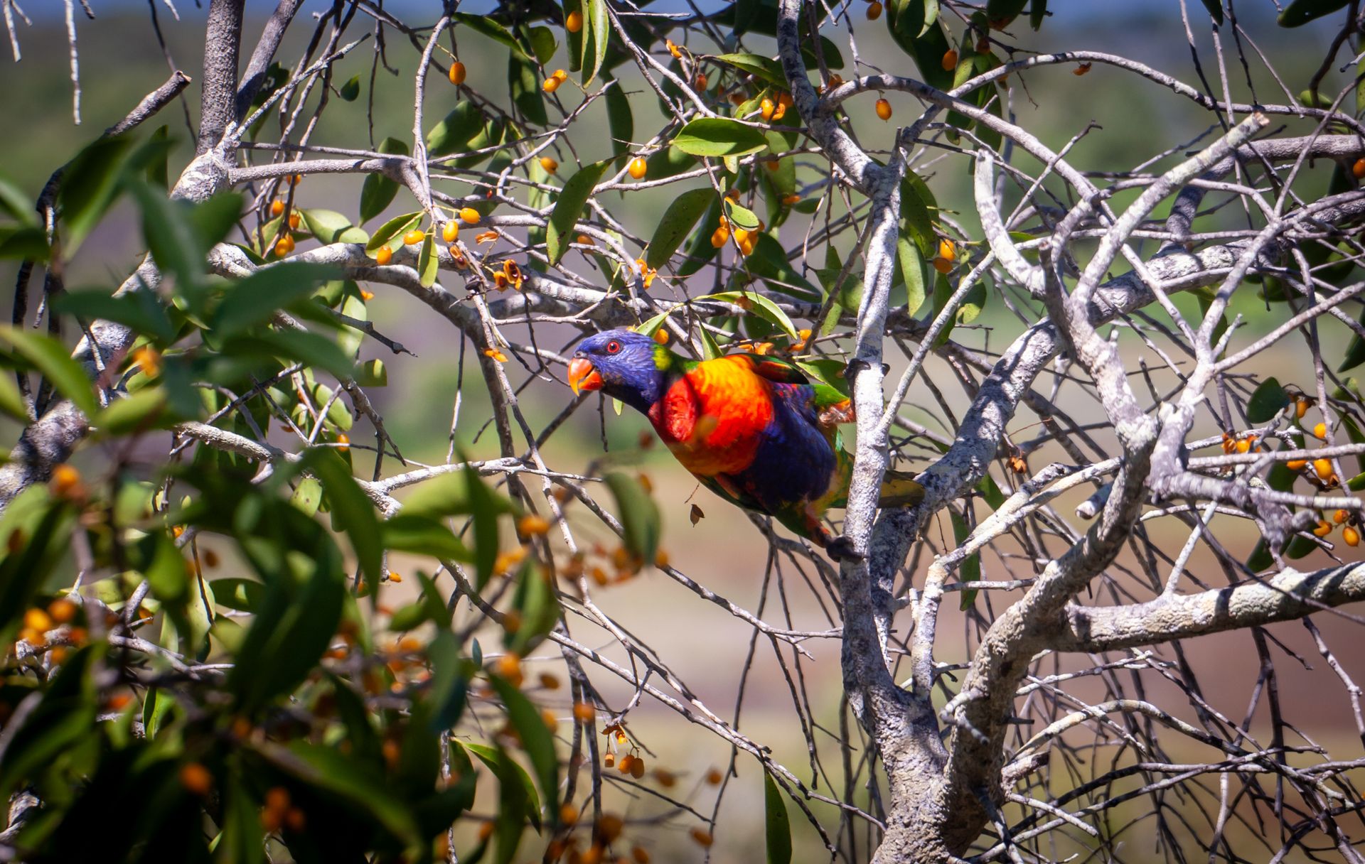 Rainbow Lorikeet Parrot
