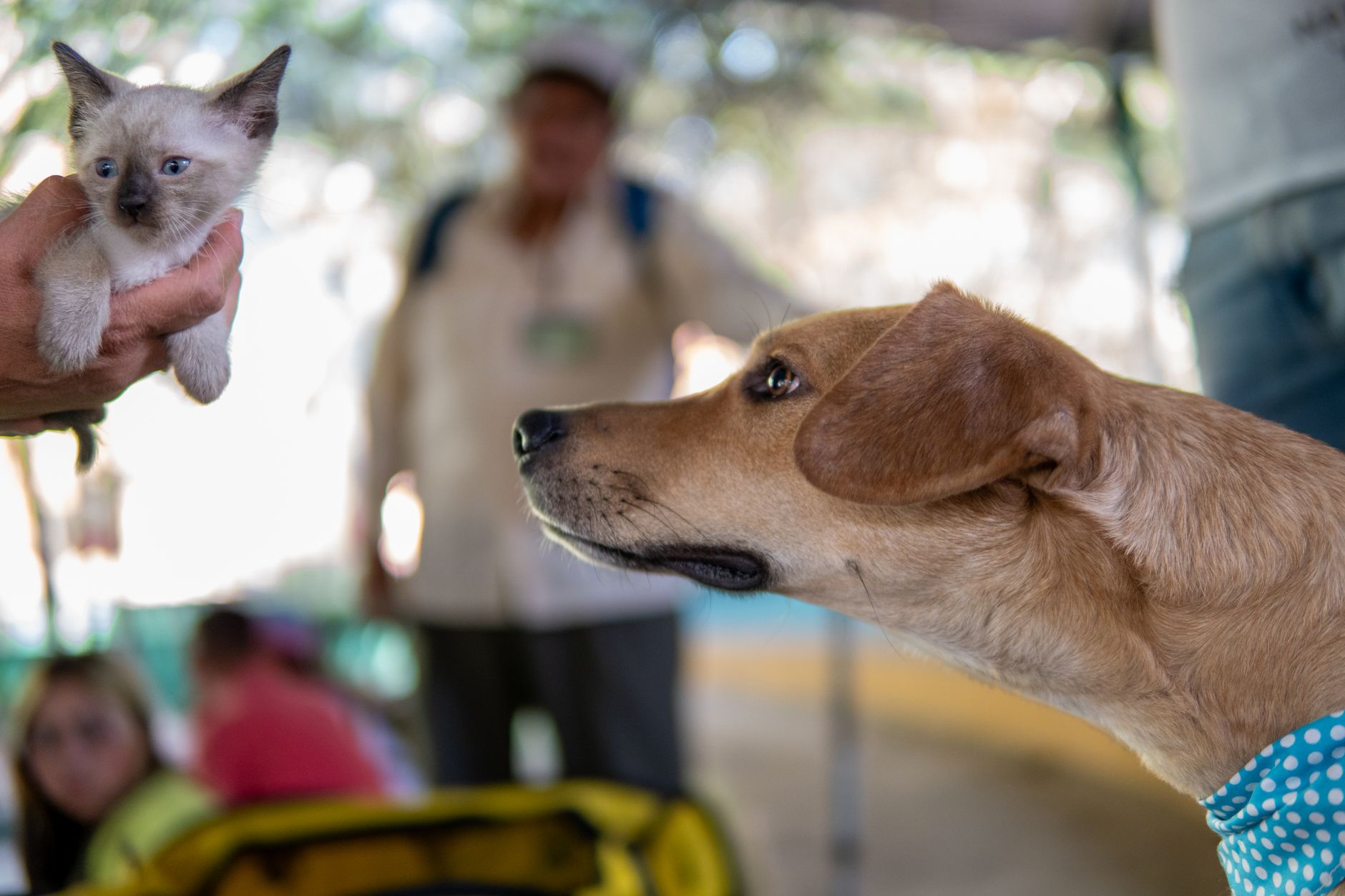 Ração Premium para Cães