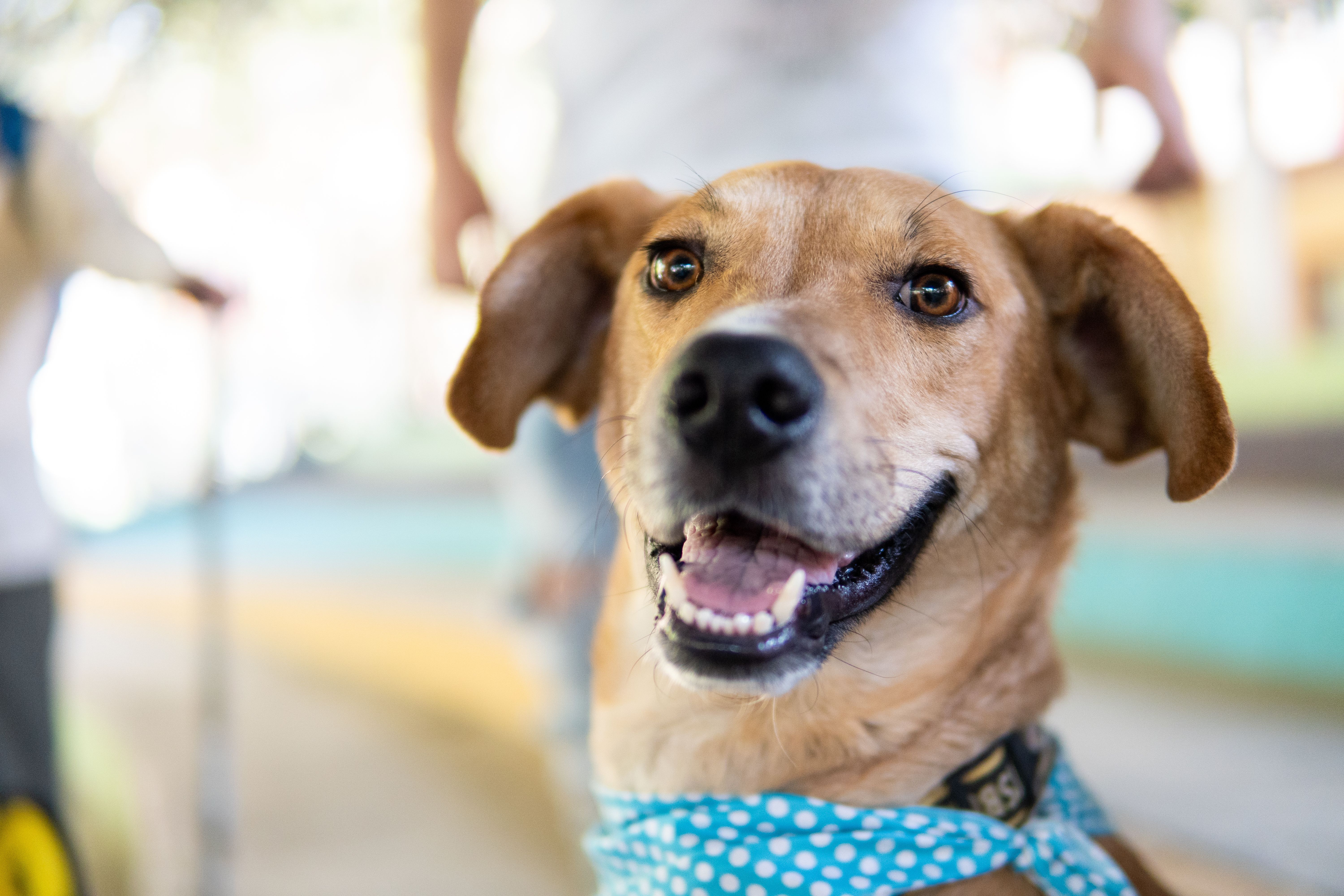 pet insurance pet health coverage — Photo by Israyosoy S. on Pexels