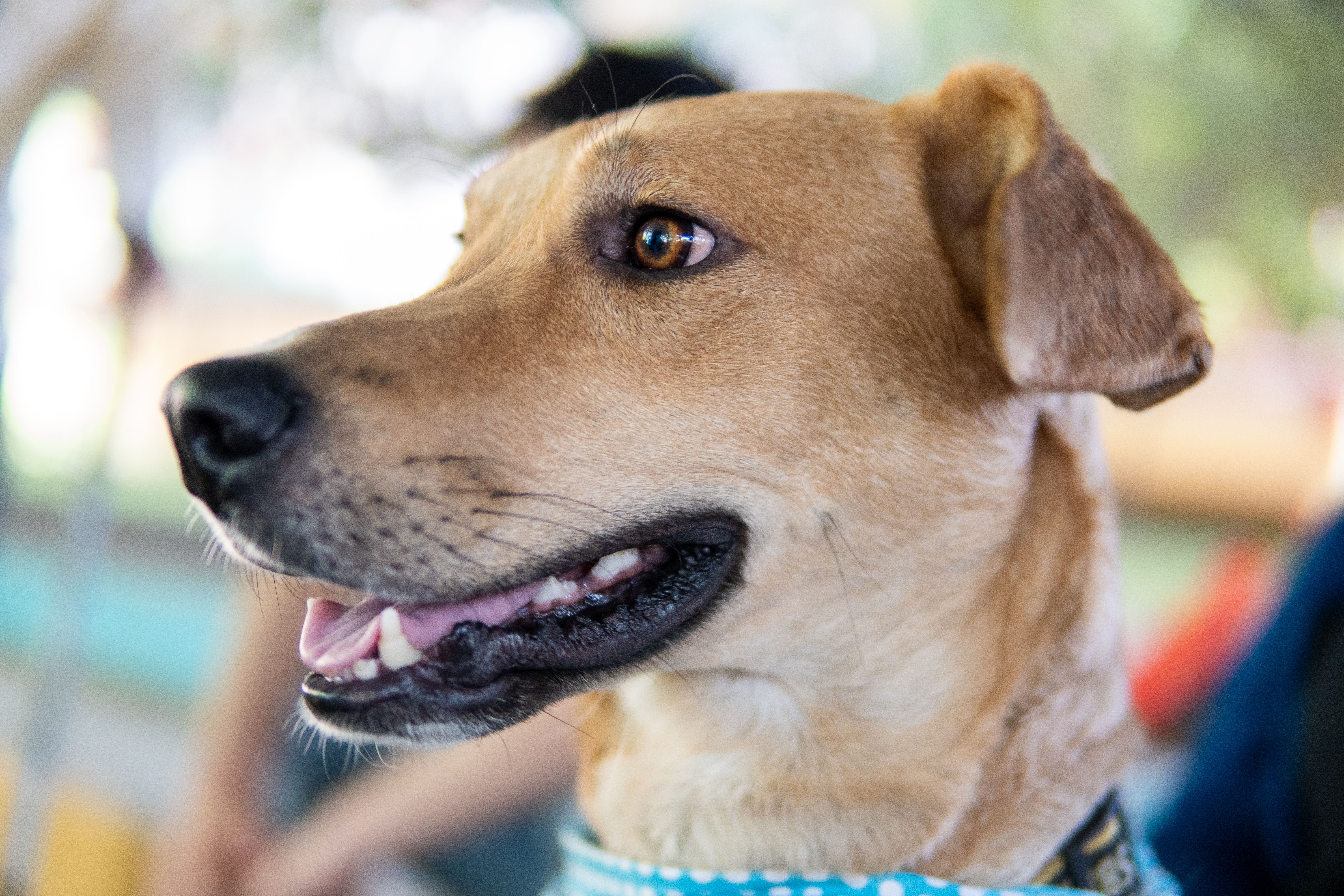 How to Actually Choose a Dog Food (What the Bag Won't Tell You)