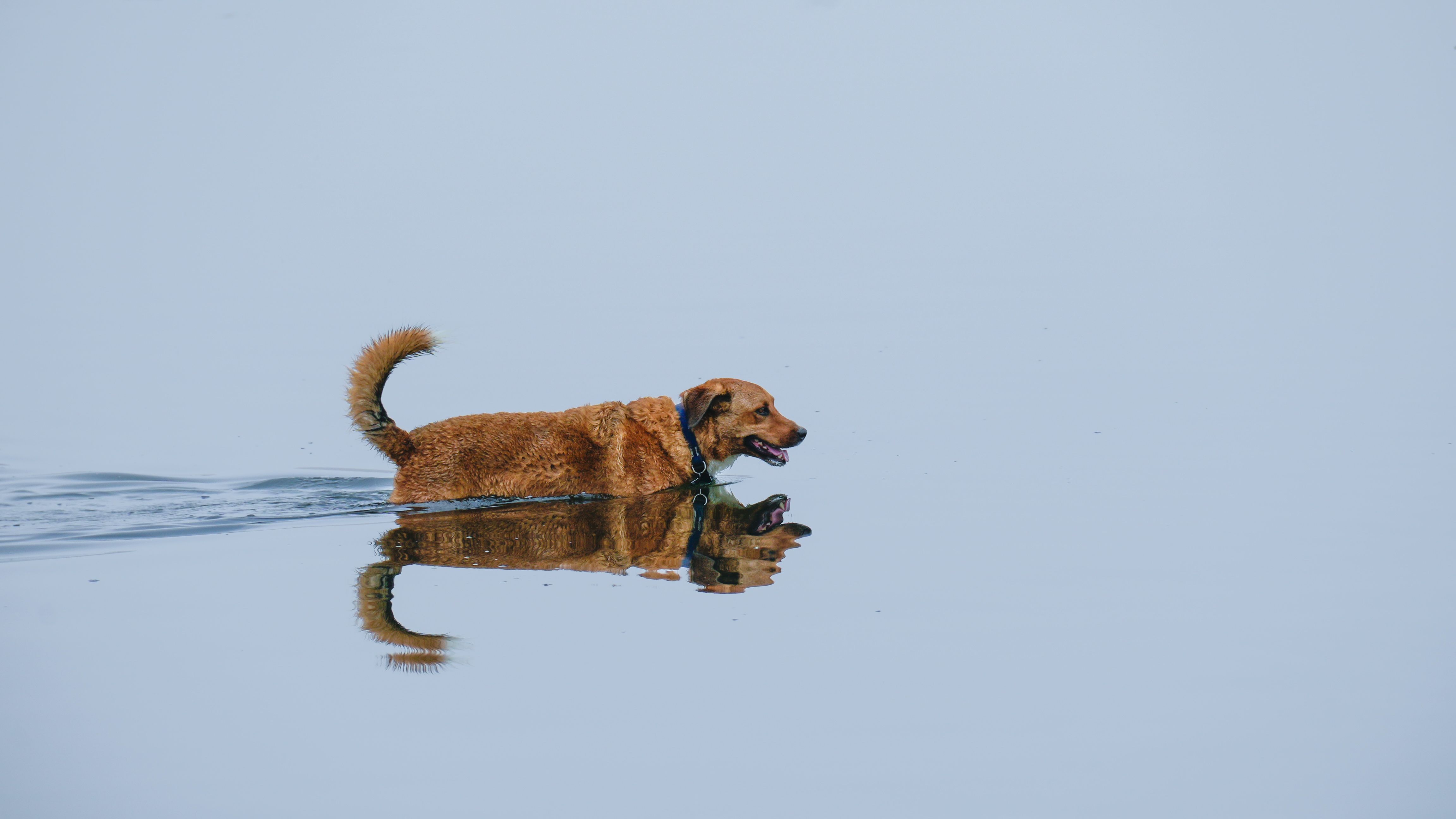 Dept. of Animal Care &amp; Control Promotes Emergency Preparedness Month – COUNTY OF LOS ANGELES — Photo by BabijaPhoto JB on