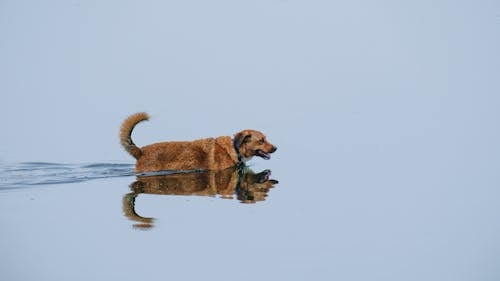 Бесплатное стоковое фото с бег, вода, животное