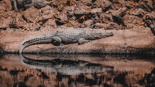 Gratis lagerfoto af alligator, dyr, dyrefotografering