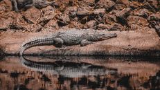 Nile crocodile resting by riverbank in Gambia, showcasing wildlife habitat.