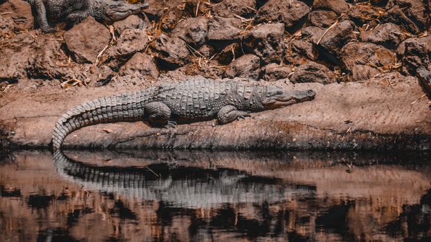 Nile crocodile resting by riverbank in Gambia, showcasing wildlife habitat.