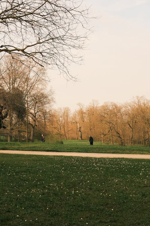 A person walking in a park with trees and grass