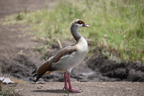 Gratis stockfoto met aarde, dierenfotografie, eend