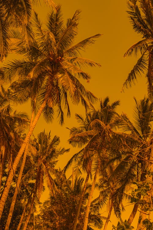 Бесплатное стоковое фото с вертикальный выстрел, желтое небо, закат