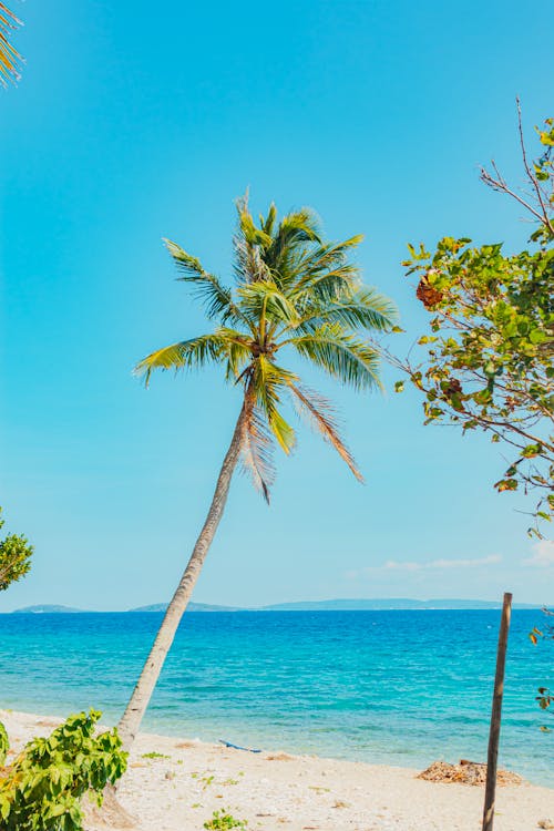 A palm tree on the beach with a blue sky