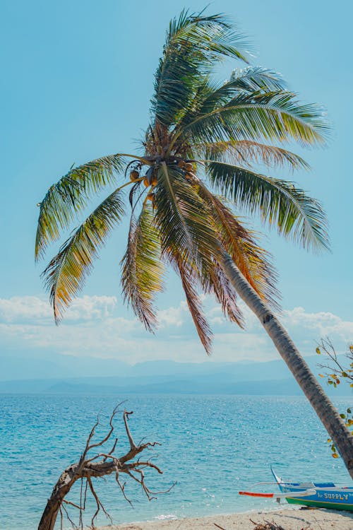 A palm tree on the beach with a boat in the water