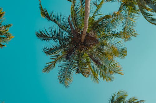 Бесплатное стоковое фото с листья, пальмовое дерево, природа