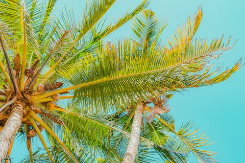 Бесплатное стоковое фото с лето, листья, пальмовые деревья