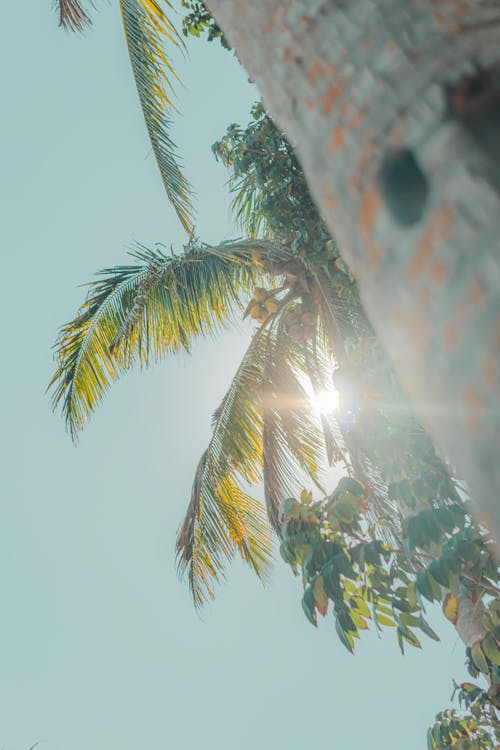 A palm tree with the sun shining through it