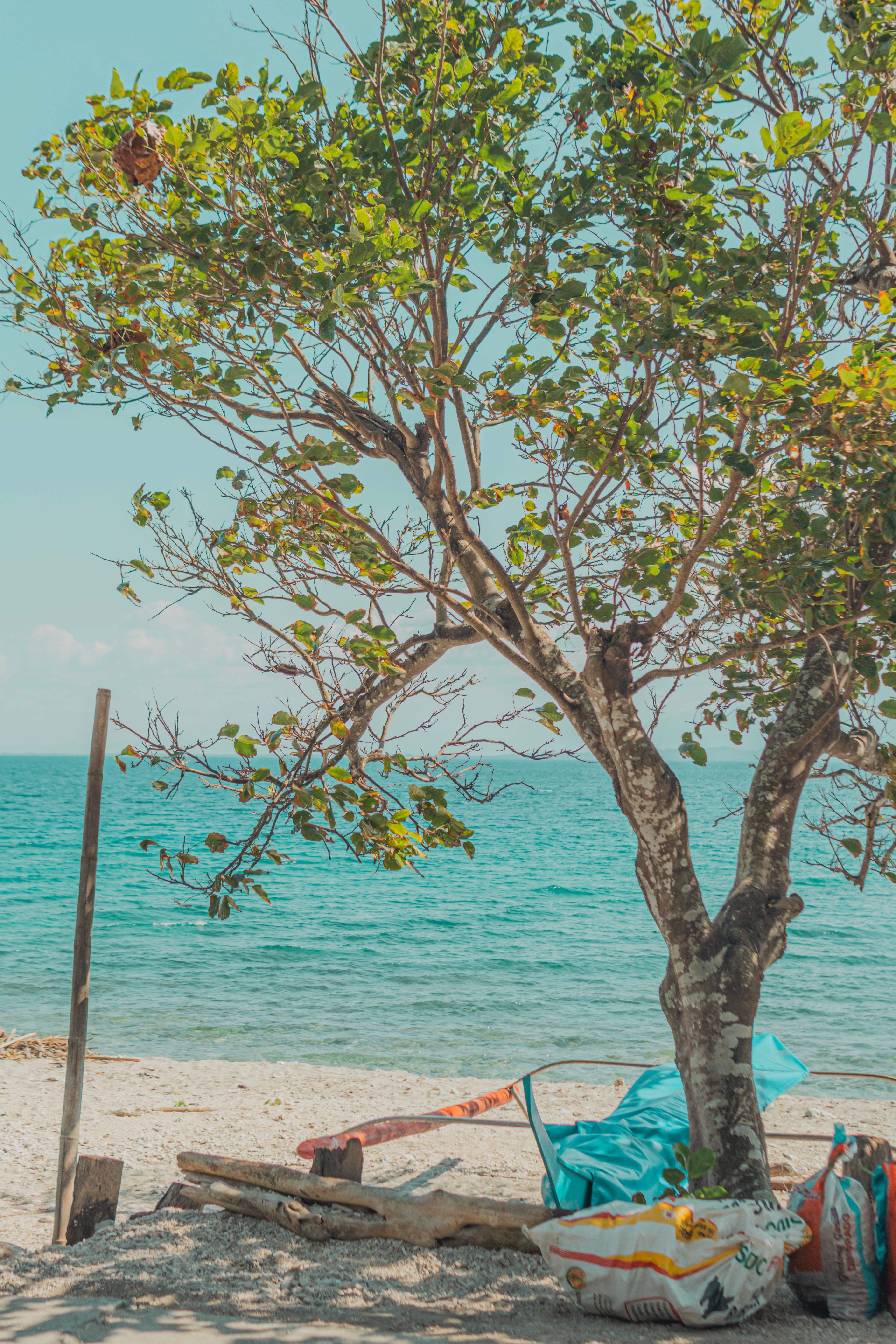 Tree on Beach on Sea Shore · Free Stock Photo