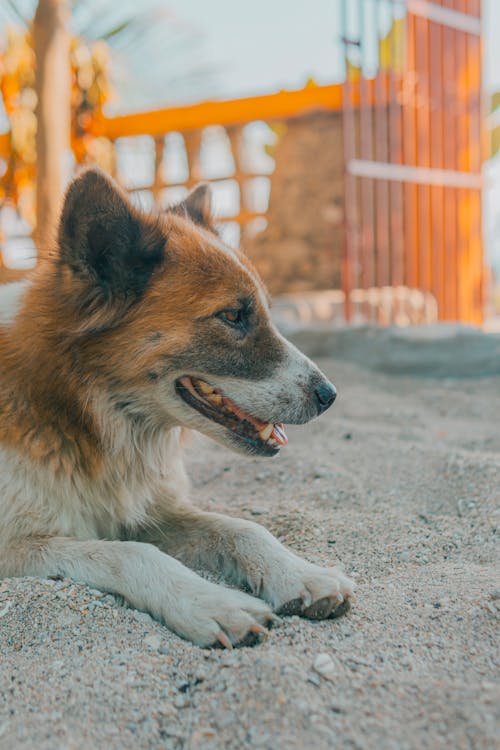 Gratis stockfoto met aarde, dierenfotografie, hond