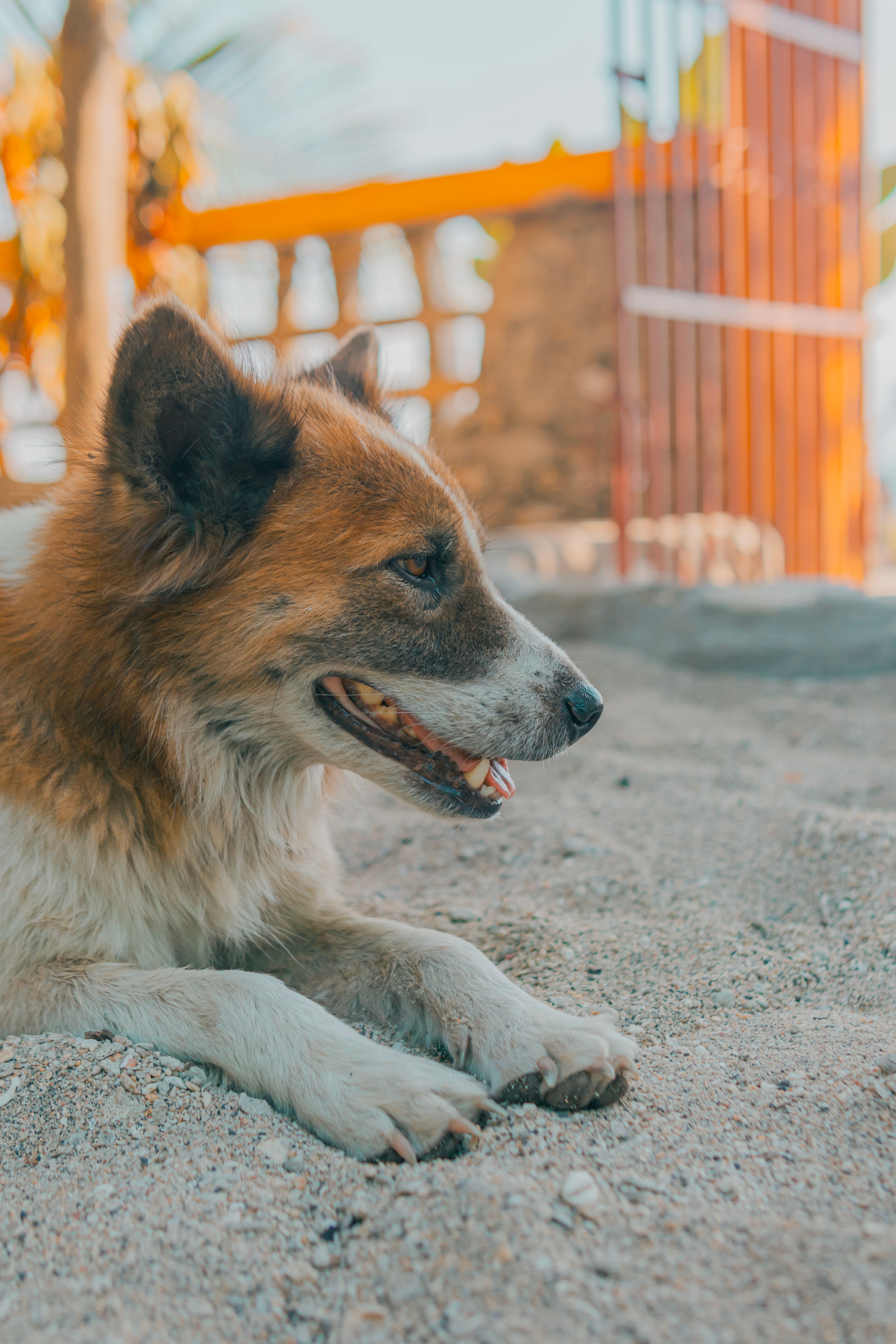 A dog laying on the sand in front of a building · Free Stock Photo