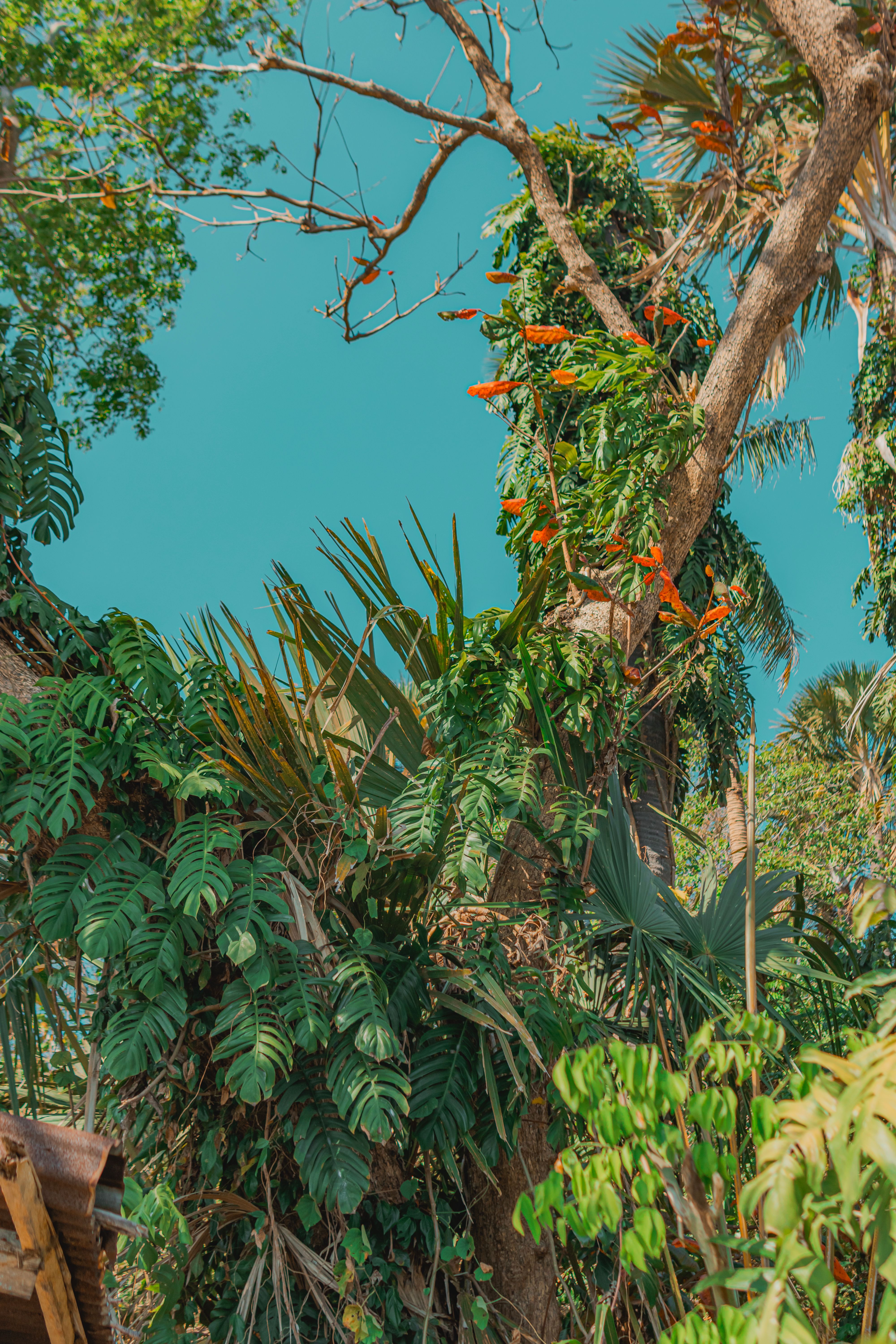 Low Angle Shot of Tropical Trees under Clear, Blue Sky · Free Stock Photo